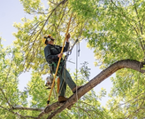 Tree Trimming and Pruning in Jacksonville FL