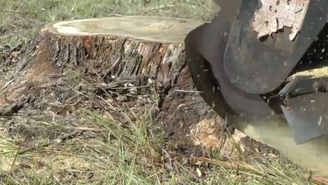 Tree Stump Grinding Jacksonville FL