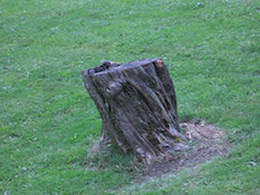 Tree stump in yard