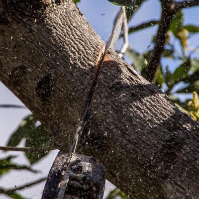 Jacksonville Tree Removal Service