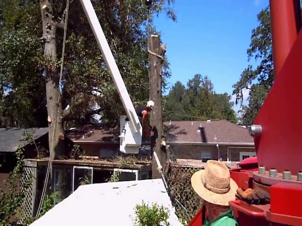 Jacksonville Tree Service Tree Removal
