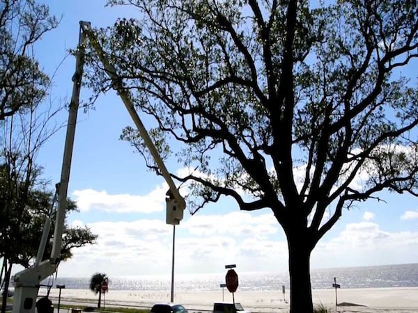 Jacksonville Tree Trimming