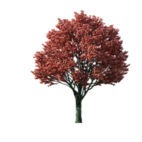 Tree Service Carmel IN Logo