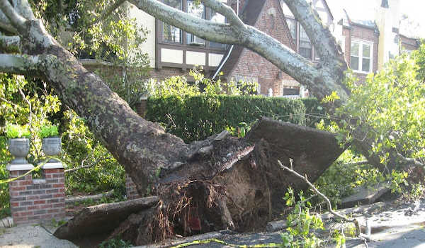 Emergency tree service in Jacksonville, FL