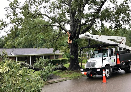 Tree removal Jacksonville FL