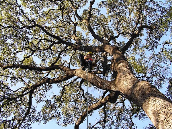 Tree Removal in Jacksonville FL