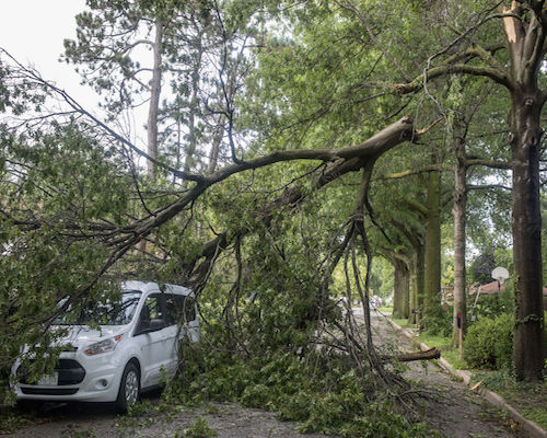 Tree Damage in Jacksonville, FL
