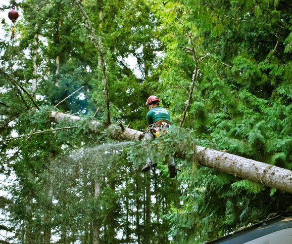 Tree Trimming by Jacksonville Tree Service